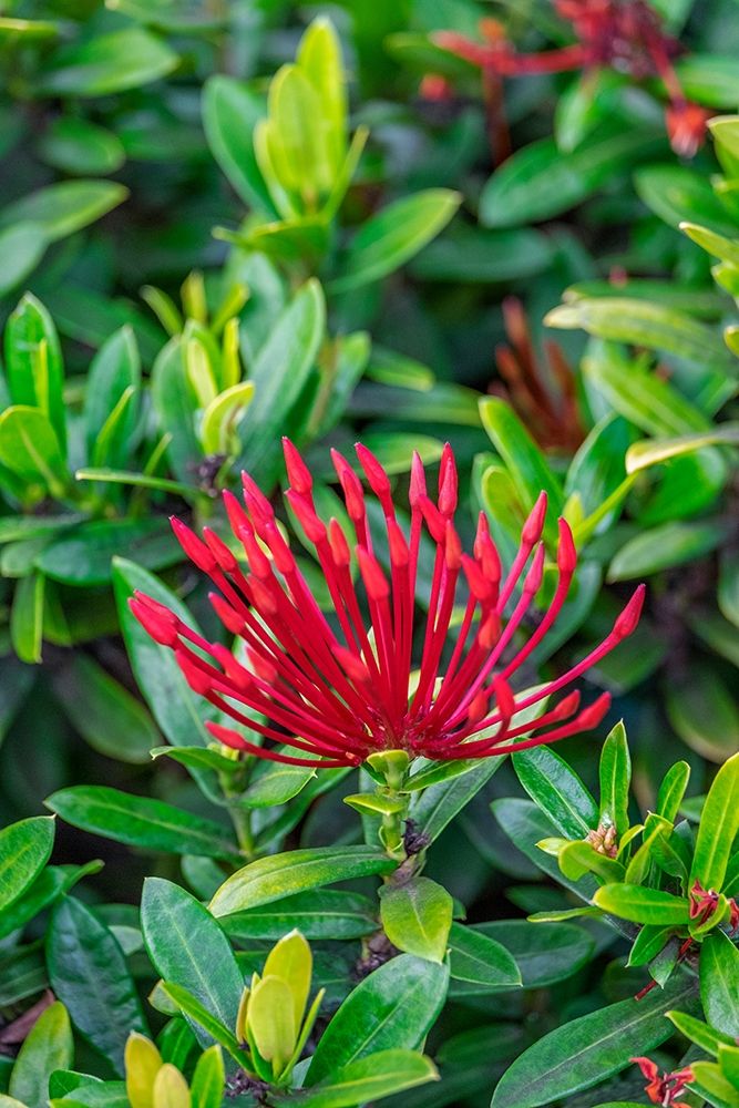 Jungle flame